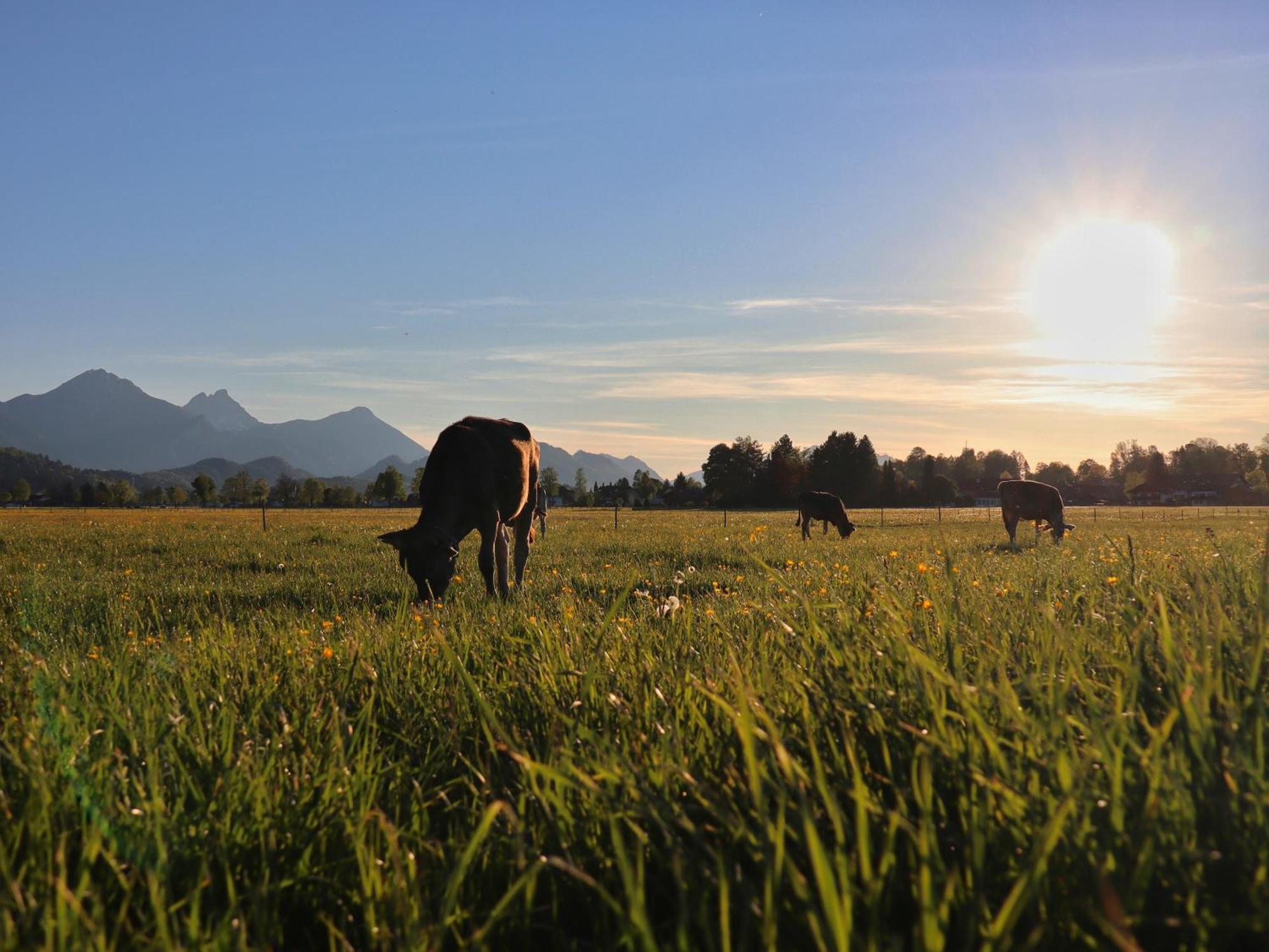 Gaestehaus Koepf Füssen Esterno foto